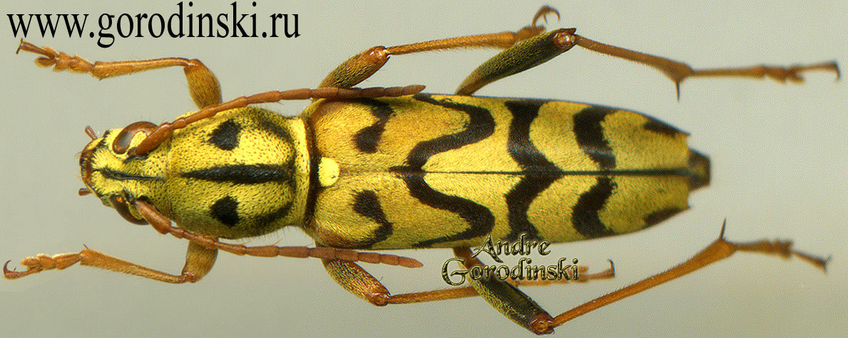 http://www.gorodinski.ru/cerambyx/Xylotrechus incurvatus.jpg